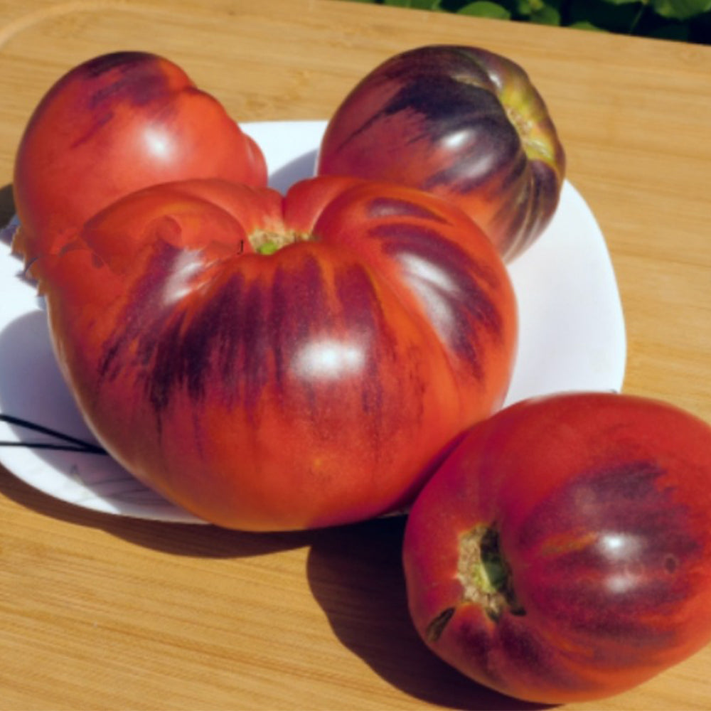732 Sergeant Marley Tomato