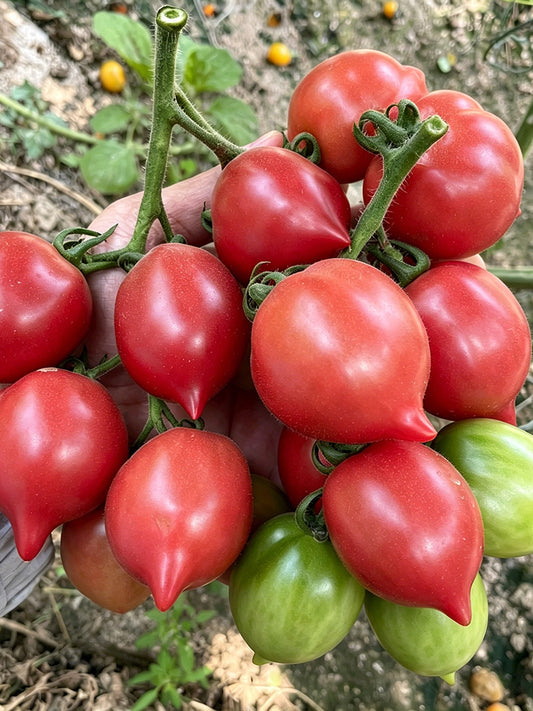Spring Peach Heart Tomato