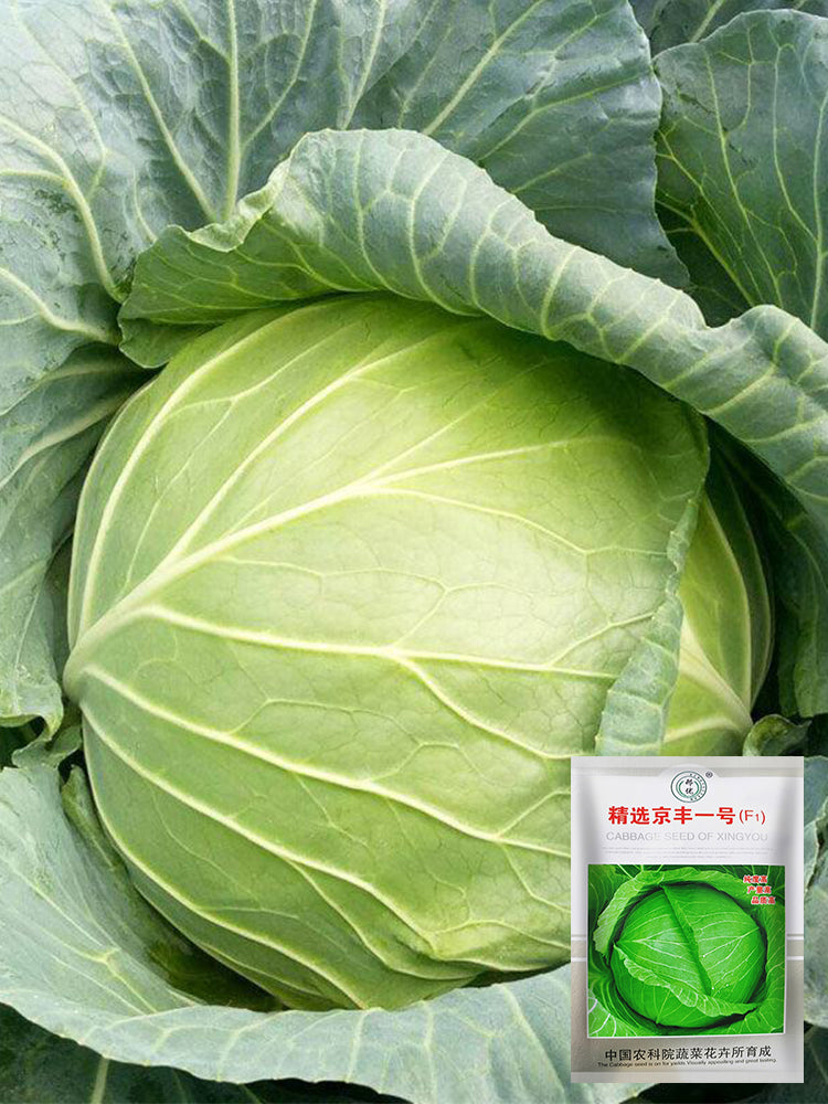 Xingyou Jingfeng No.1 Cabbage
