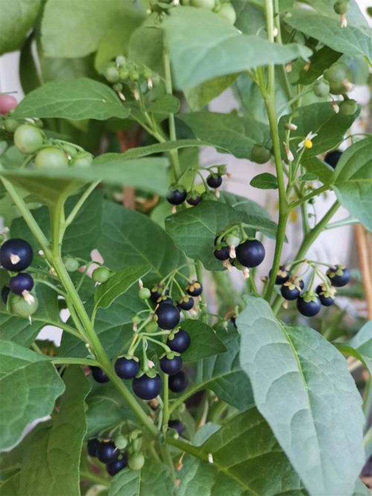 "Jinlong" Black Nightshade