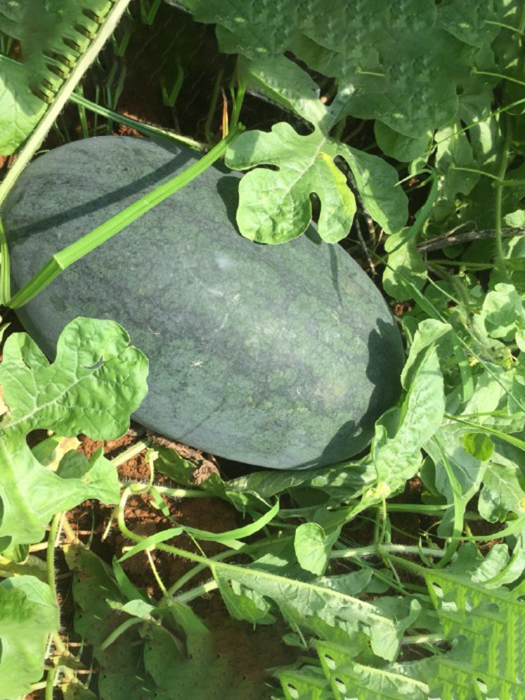 'Midnight Emperor' Black Beauty Watermelon