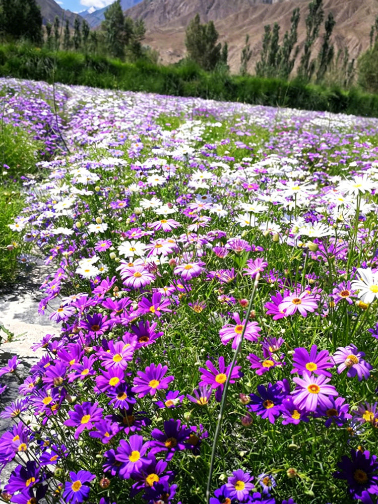 Swan River Daisy