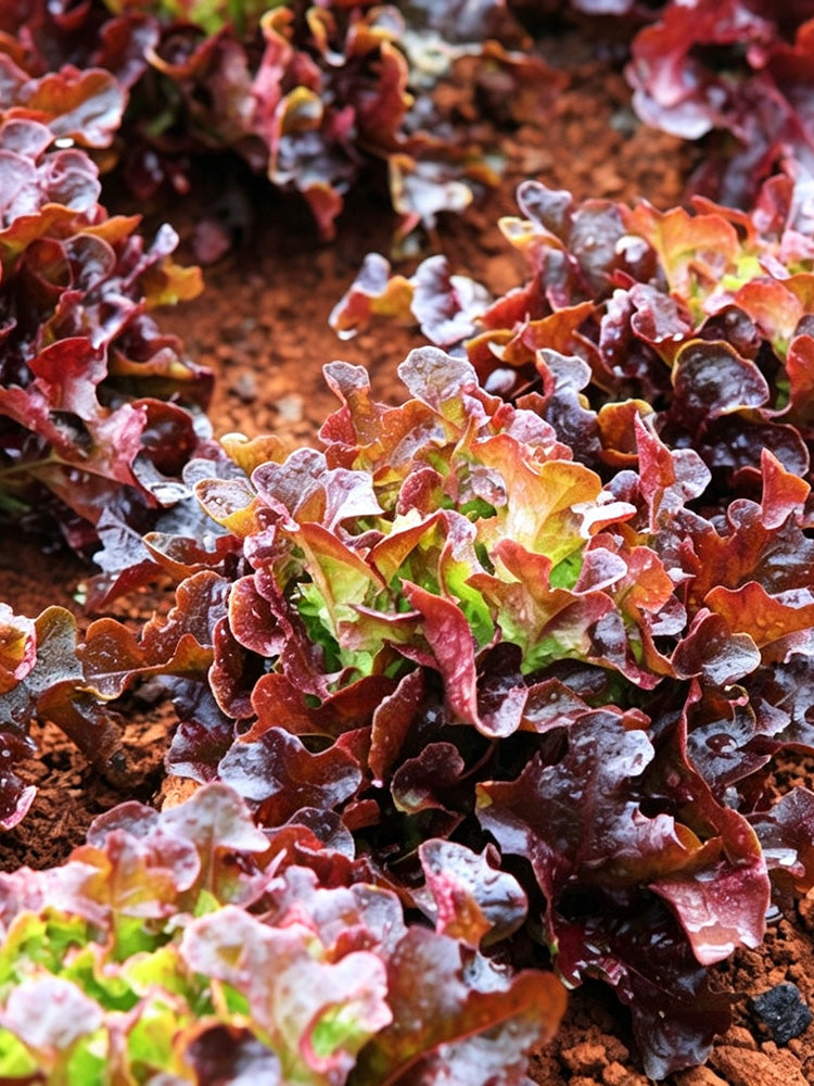 Red Maple Oak Leaf Purple Lettuce