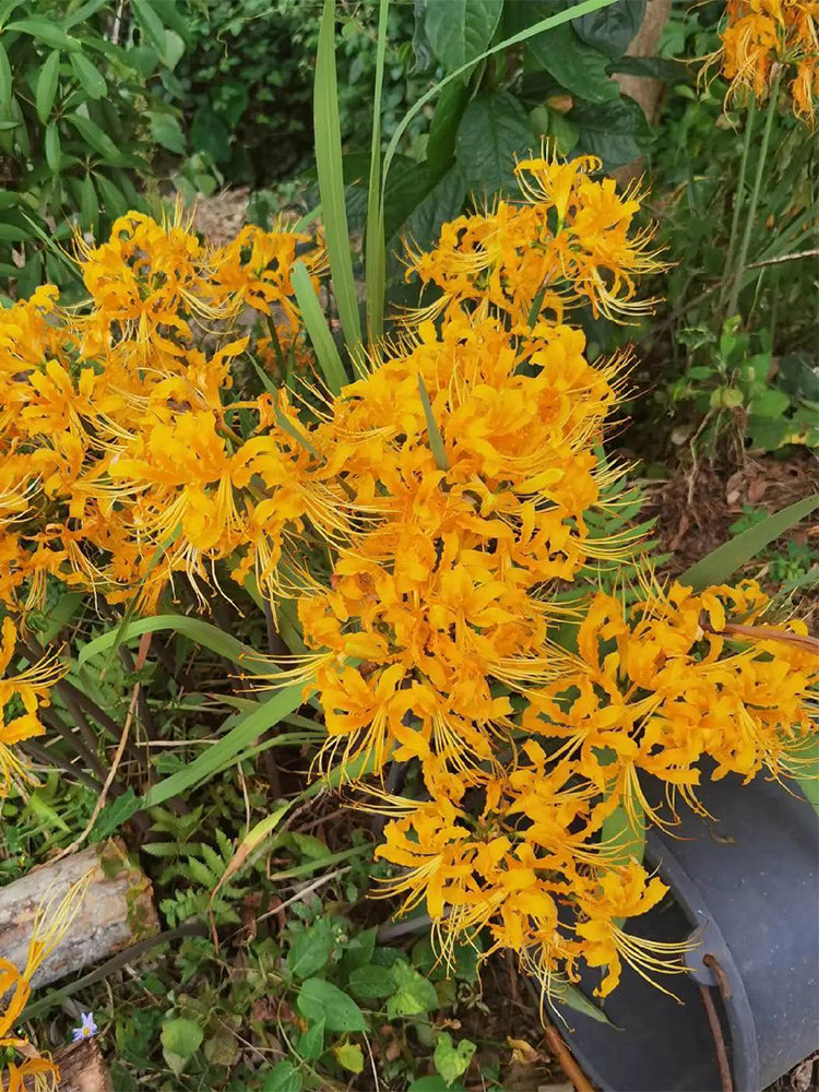 Yellow Spider Lily