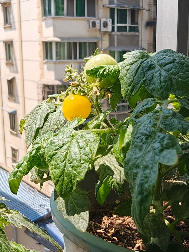 Dwarf Yellow Potted Cherry Tomato