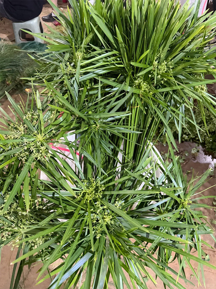 Umbrella Sedge