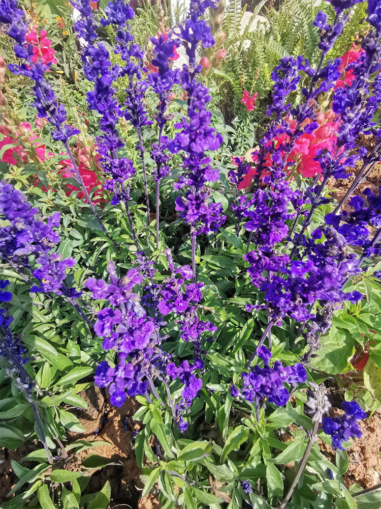 Blue Sage