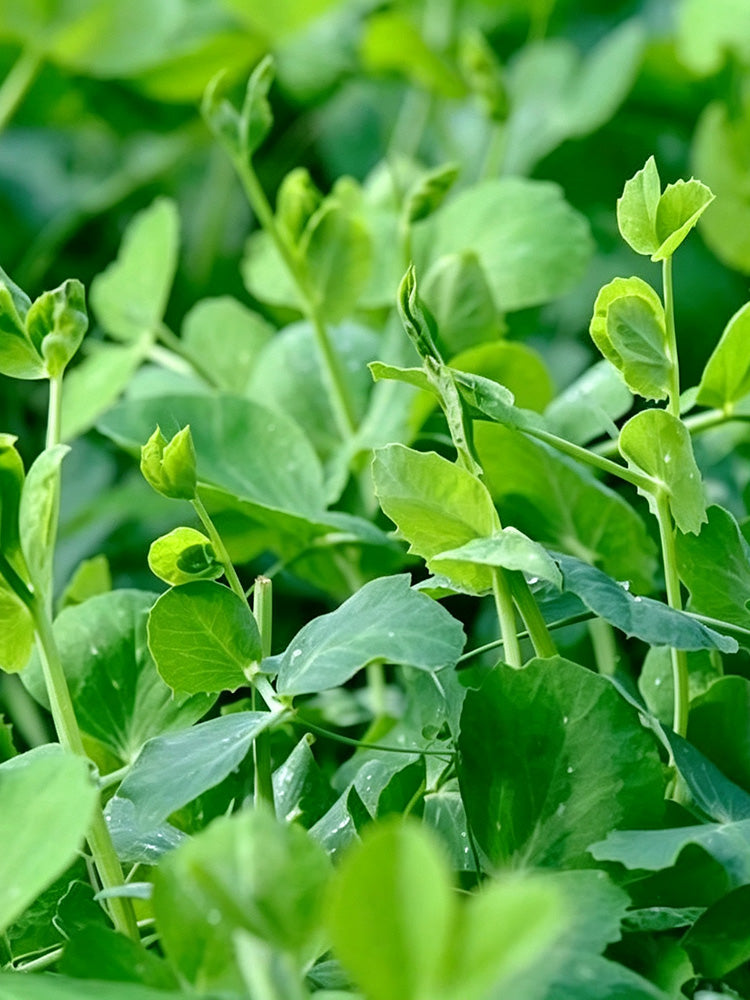 Jiemei Tendril-Free Pea Shoot