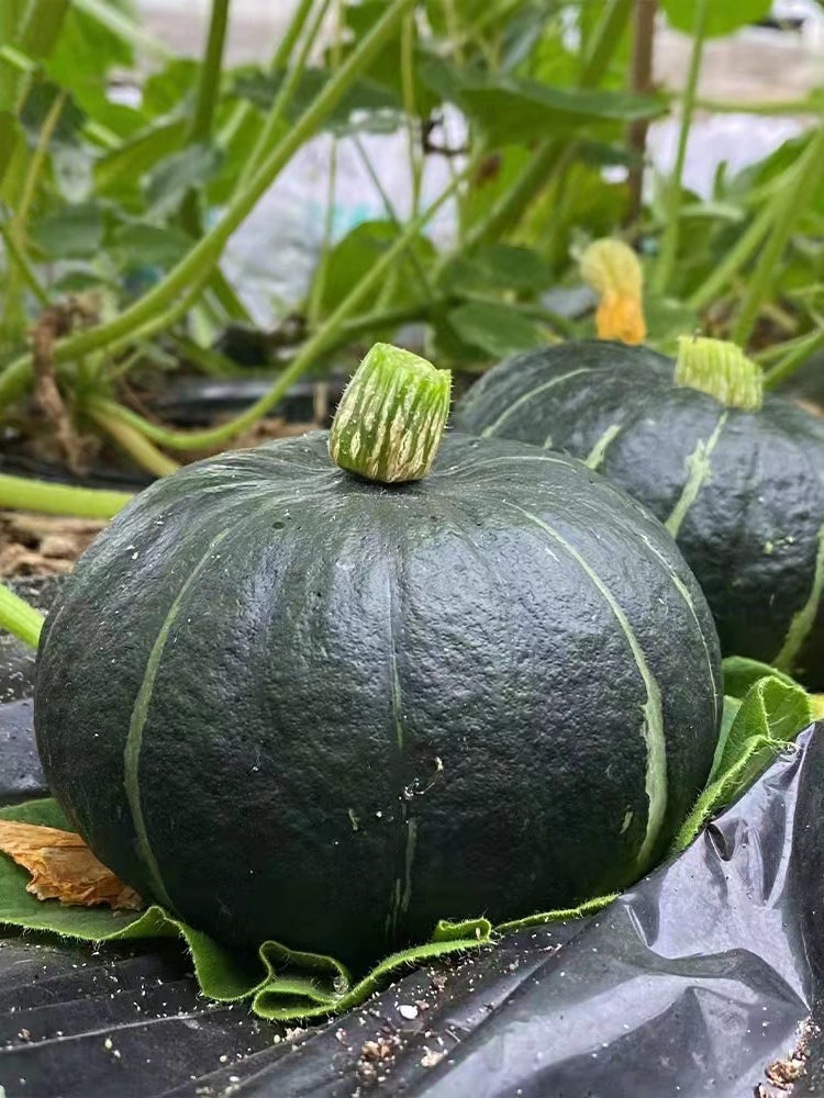 'Li Mei No. 1' Baby Pumpkin