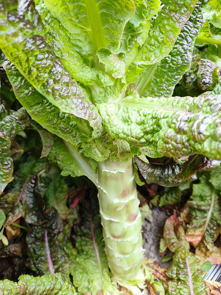'Jiemei' Red Celtuce