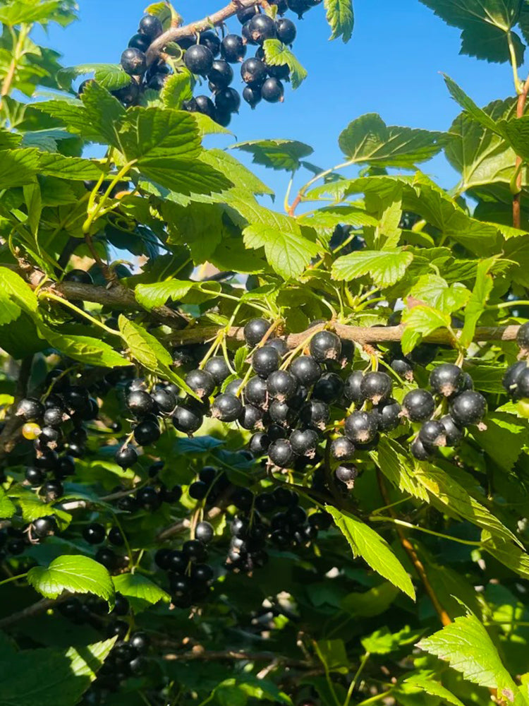 Black Currant