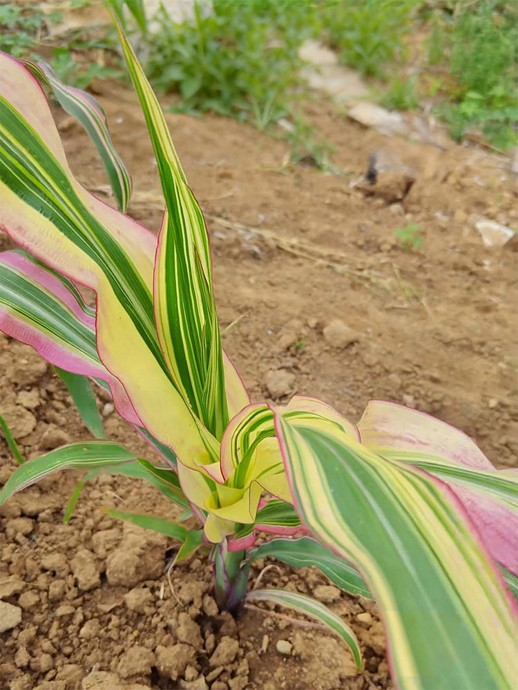 Variegated Ornamental Corn