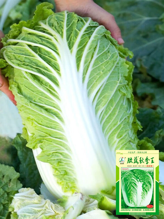 'Jiaoshu Autumn-King' Chinese Cabbage