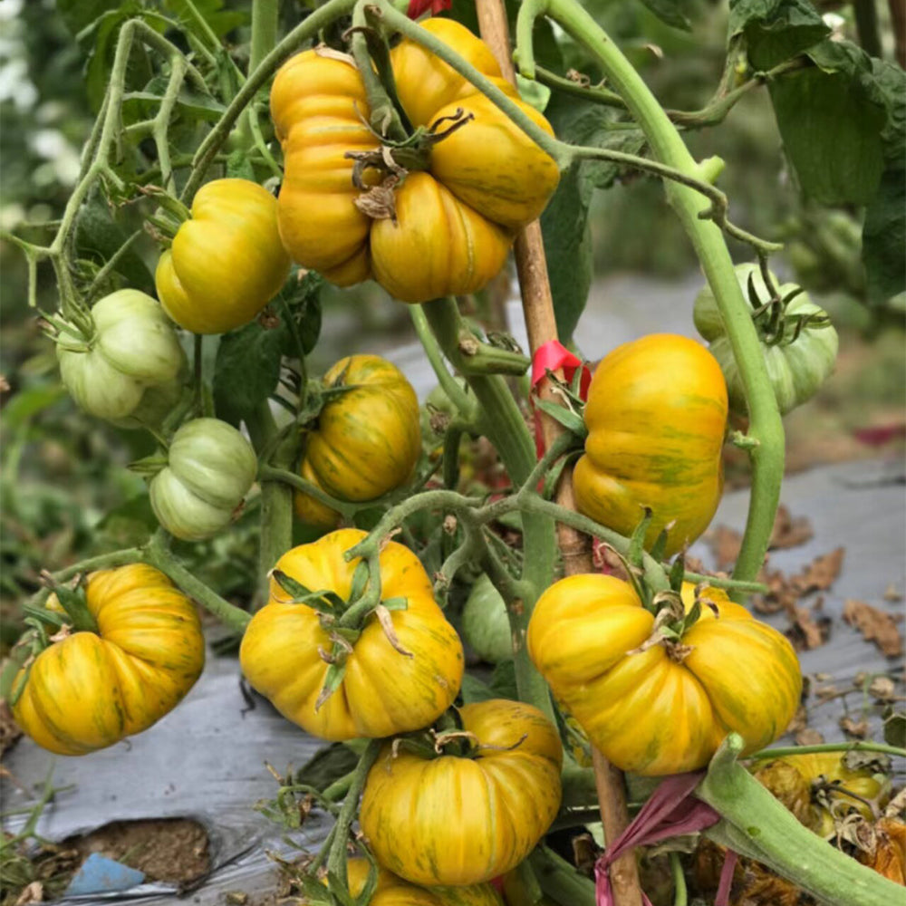 702 Ice Zebra Tomato