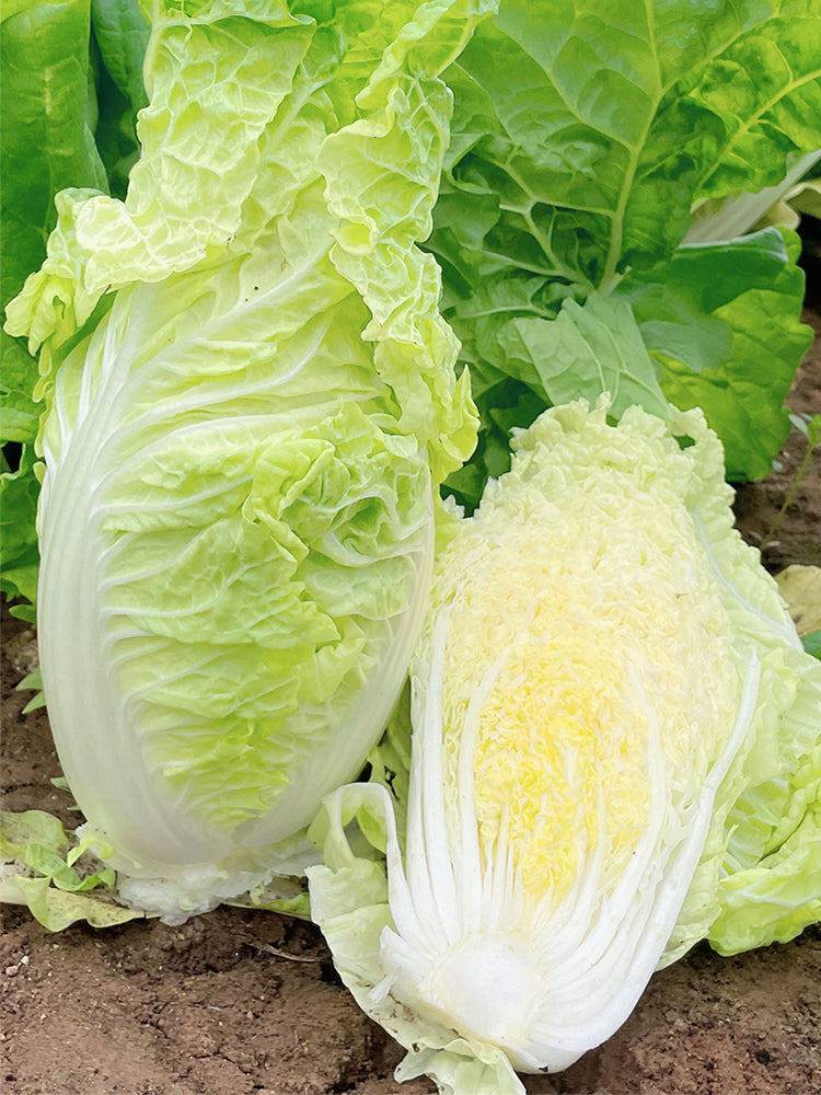 'Jiaoyan Guifei' Baby Cabbage