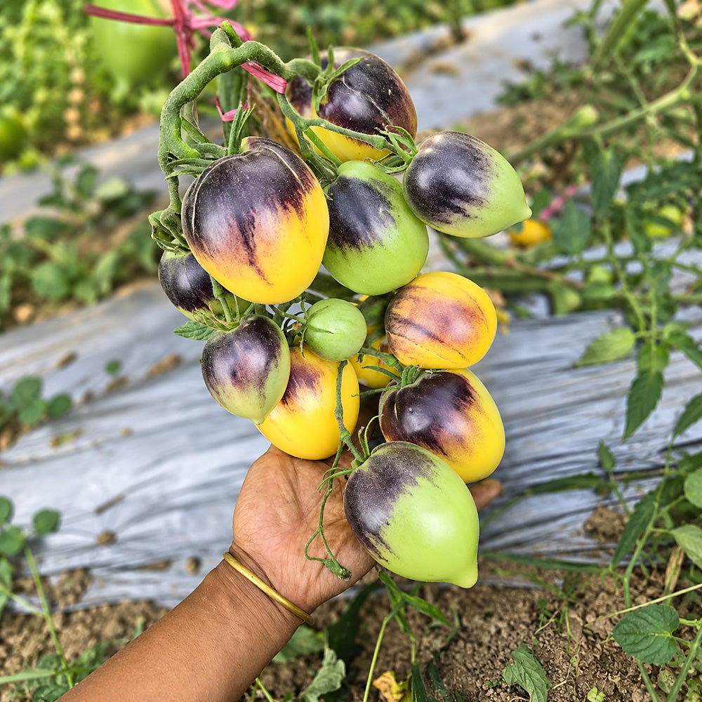 199 Blues on a Platter F5 Tomato