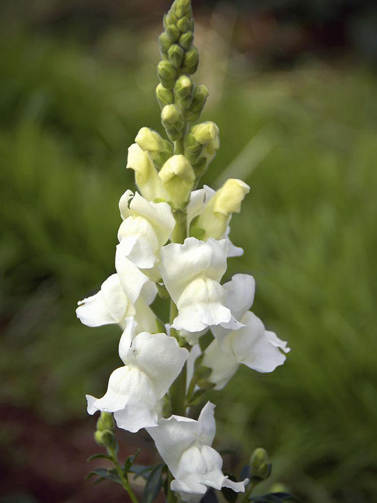 Madame Butterfly White Snapdragon