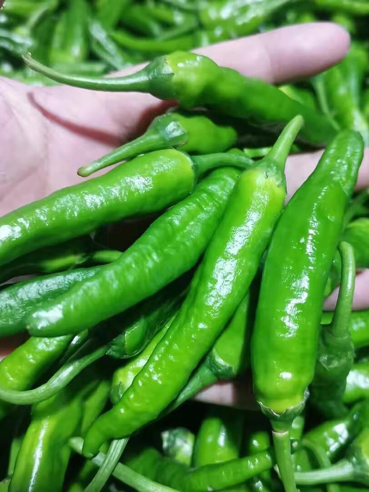 Korean Green Chili Pepper