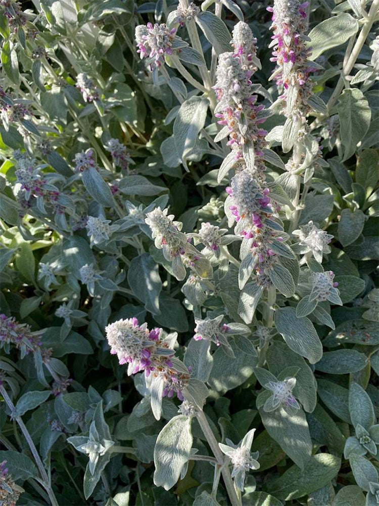 Lamb's Ear