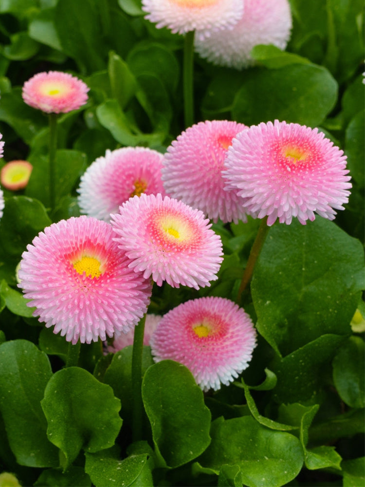 Bellis perennis 'Pomponette'