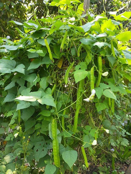 Winged Bean