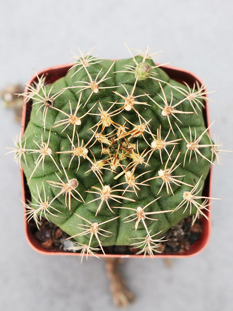 Gymnocalycium anisitsii