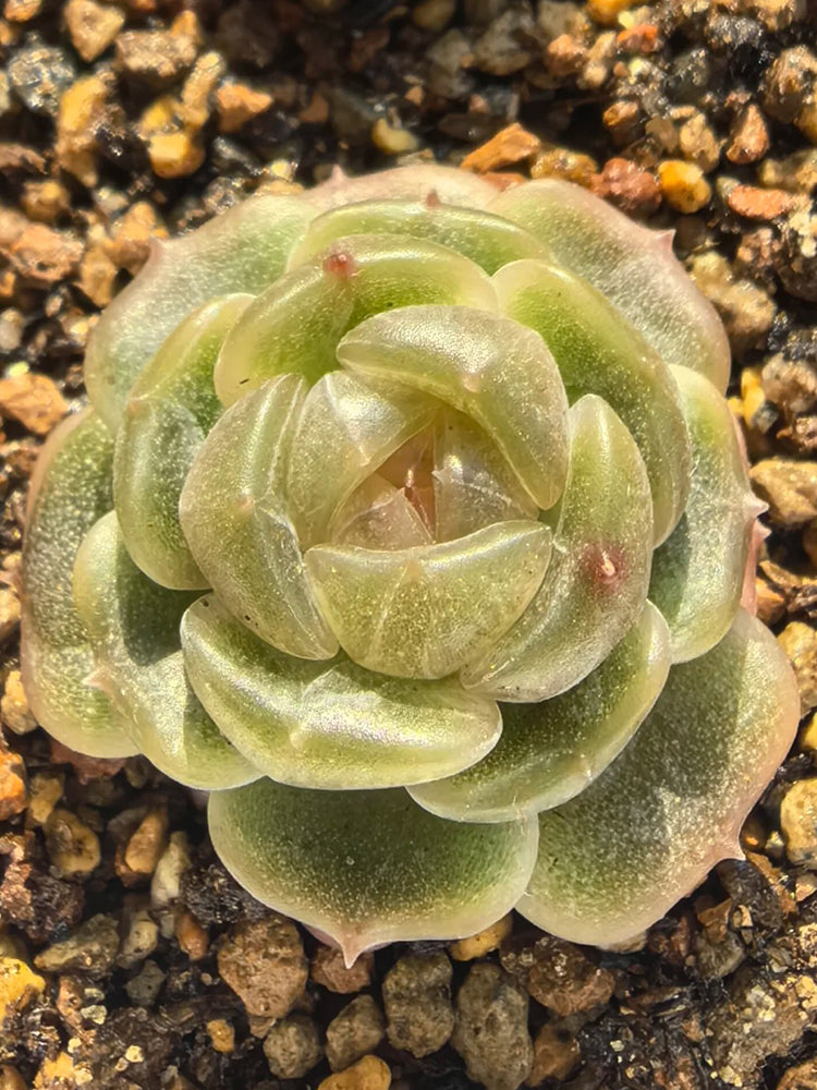 Echeveria 'White Lotus'