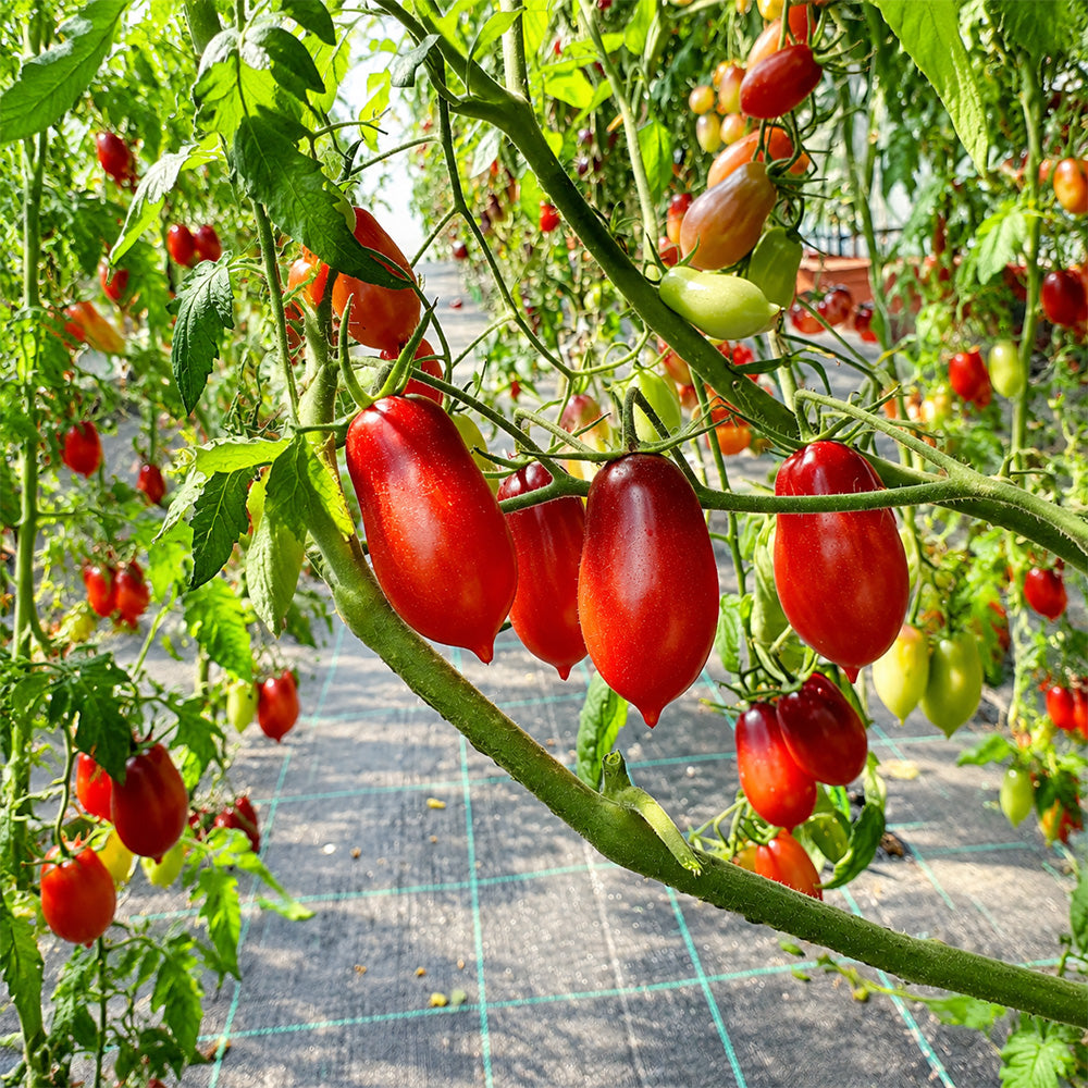 312 Marchenfee Fairytale Fairy Tomato