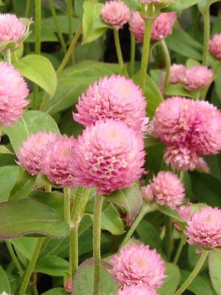 Hezhichun Pink Globe Amaranth
