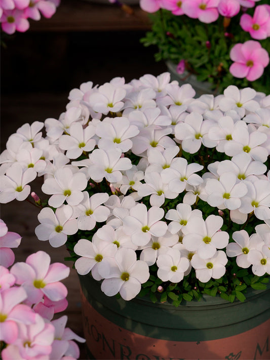 Oxalis glabra Series Bulb - 'Snow Ball'