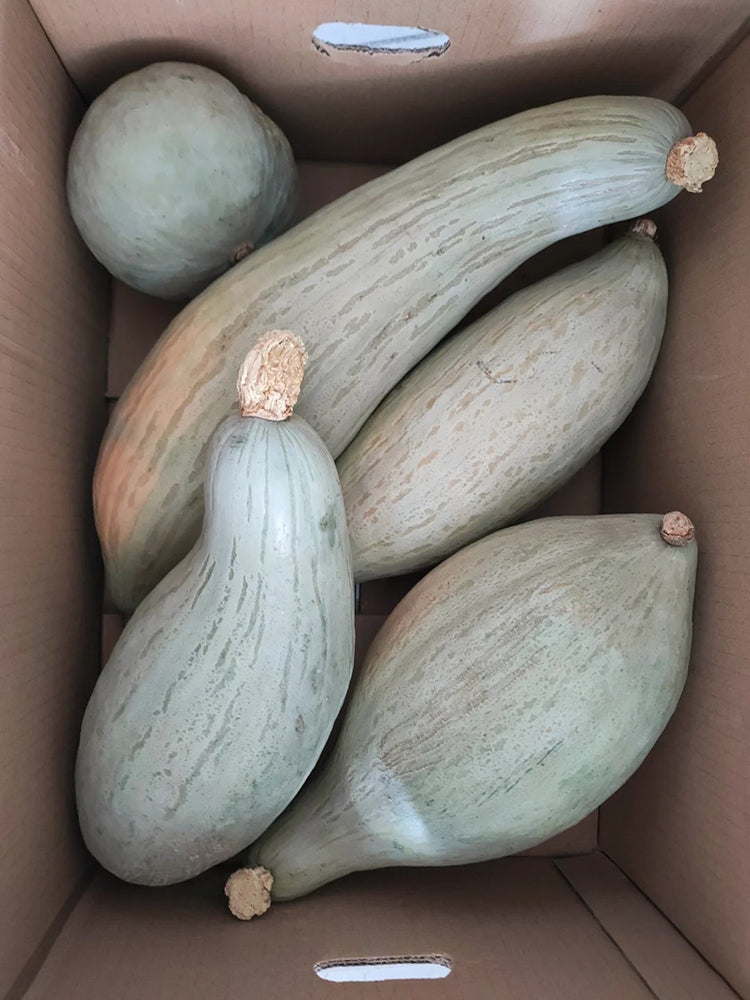 Golden Chestnut Noble Pumpkin