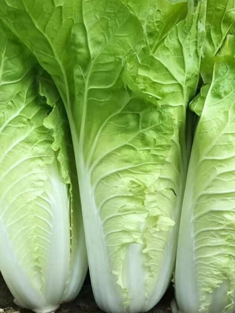 Fast Growing Pak Choi