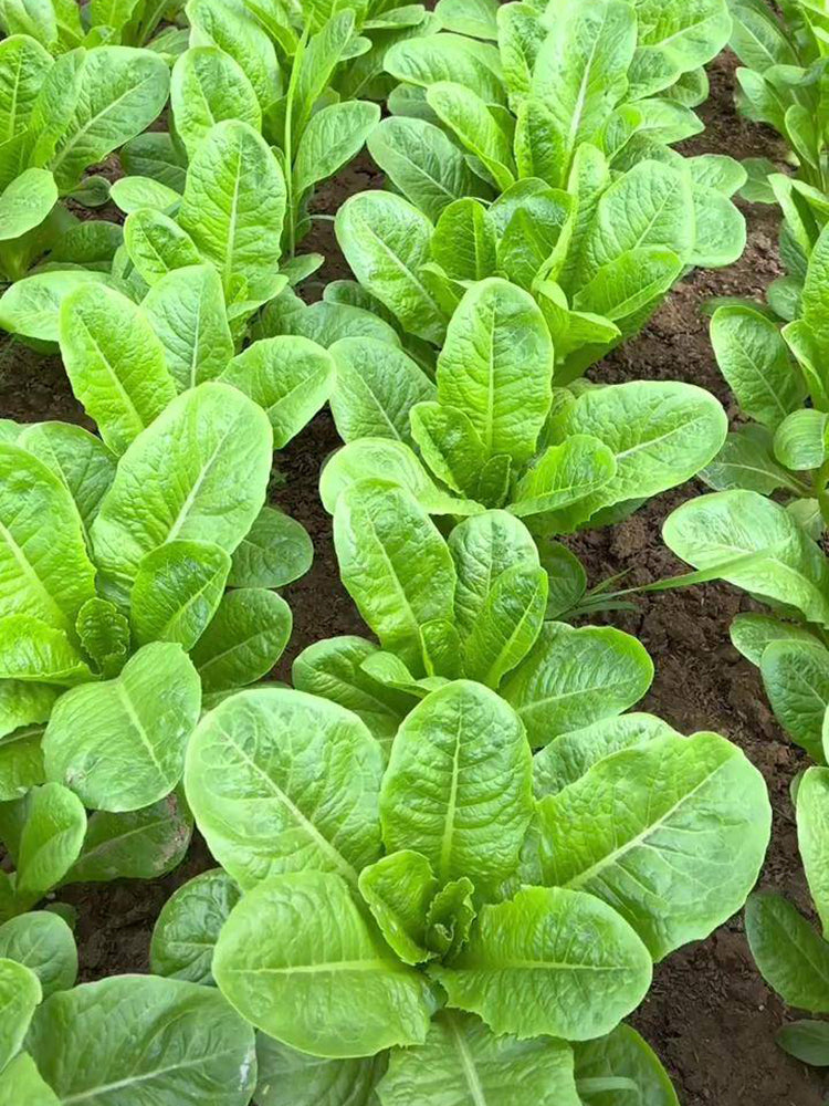 Jiemei Peacock Lettuce