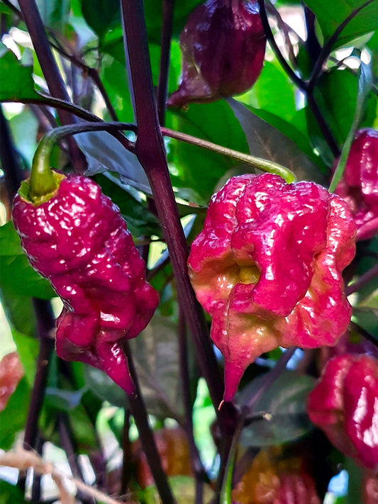 Purple Gator Jigsaw Ghost Pepper