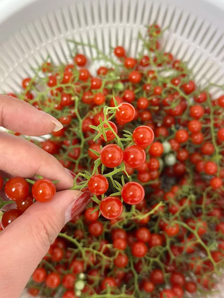 Red Currant Sweet Pea Tomato