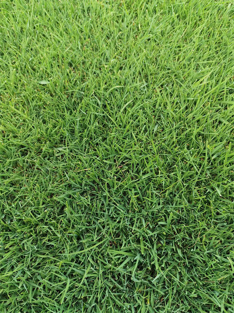 Green Joy Perennial Ryegrass