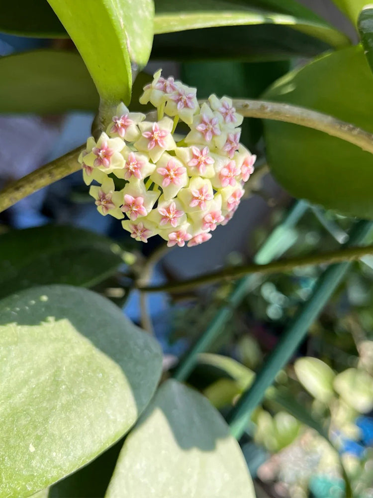 Hoya 'Wonder' Unrooted Stem Cuttings