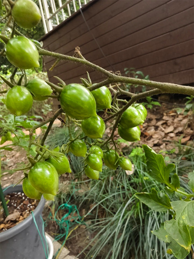Crazy Gu Yuelin F4 Tomato