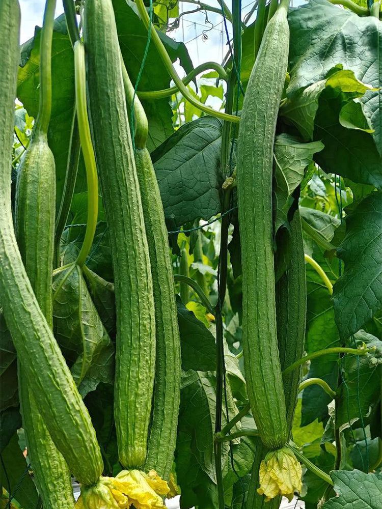 Jiamei 60 Long Sponge Gourd