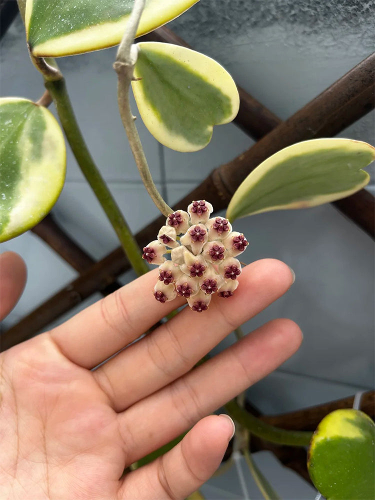 Hoya kerrii 'Albomarginata' Unrooted Stem Cuttings