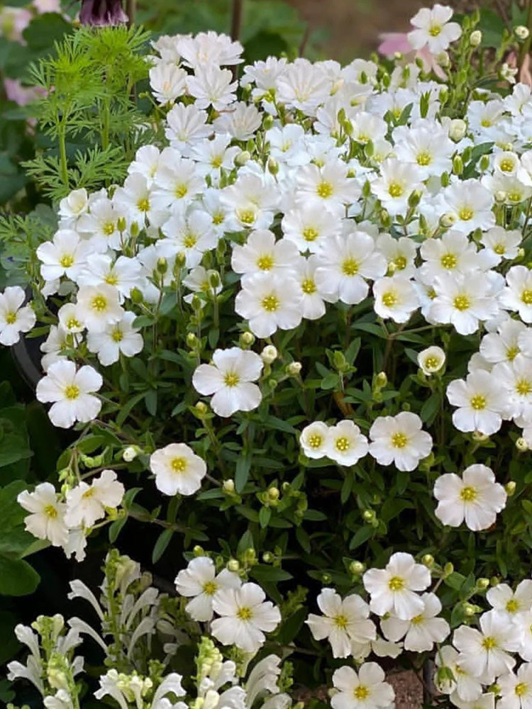 Mountain Sandwort