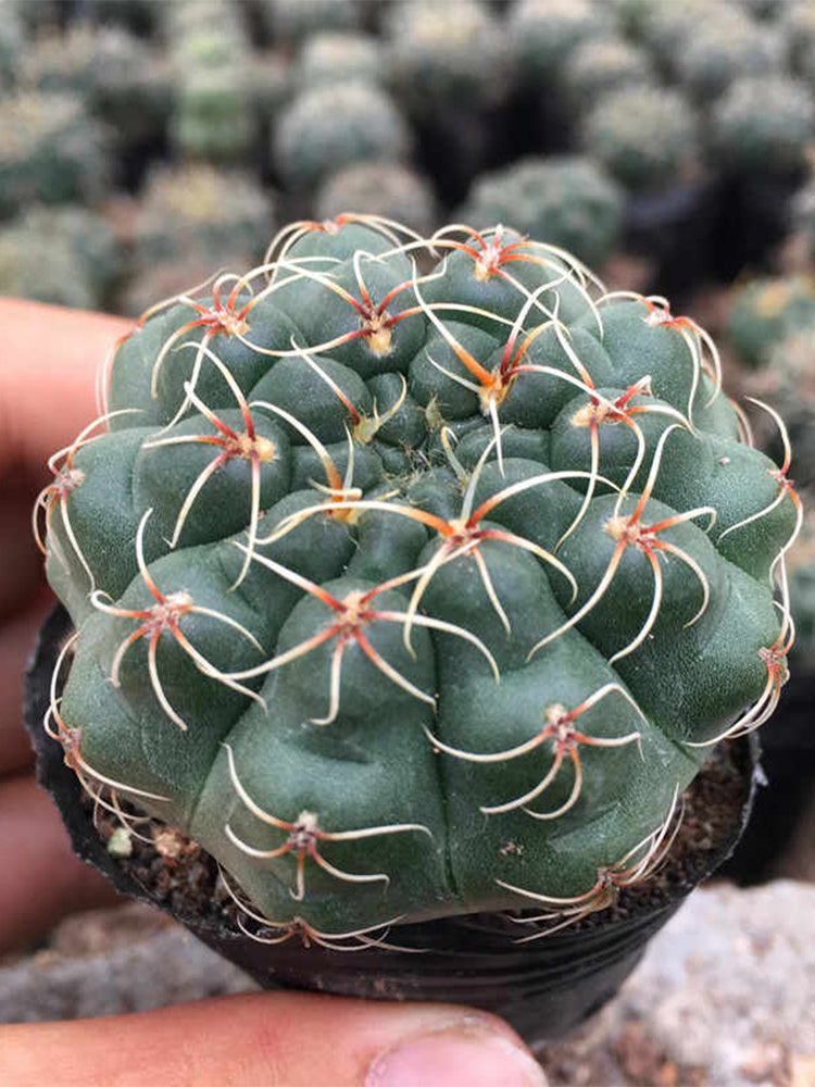 Baldian's Gymnocalycium Cactus