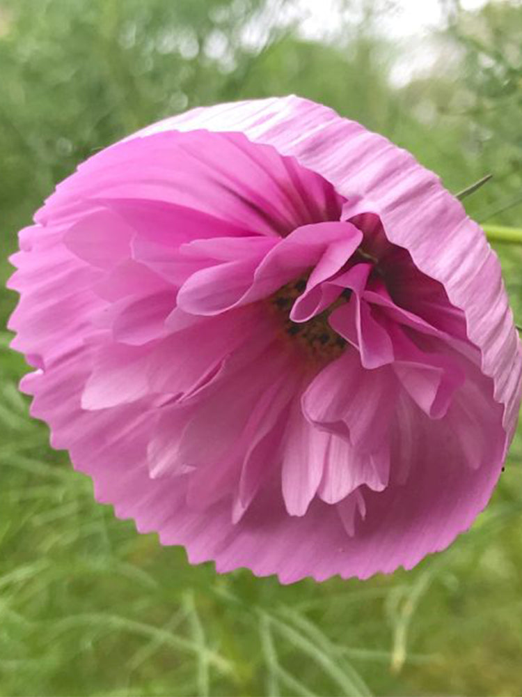 Pink Double Petal Cupcake Cosmos