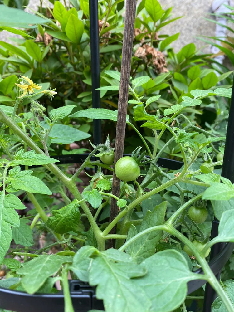 Hanging Tomato