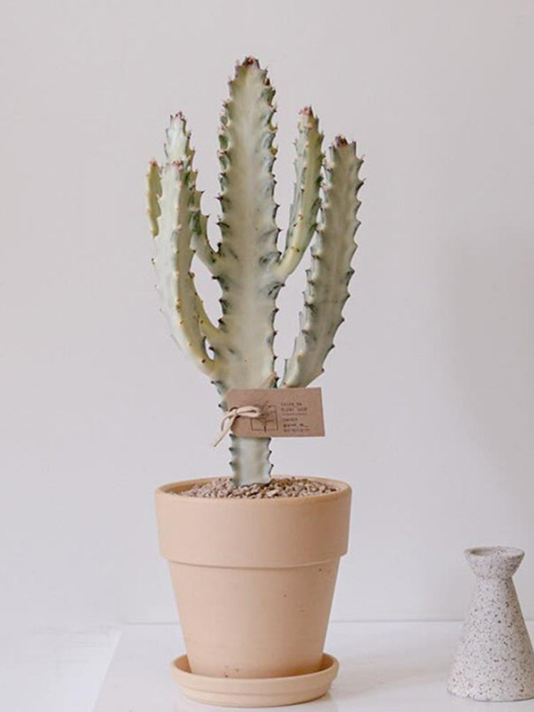 Euphorbia lactea 'White Ghost'
