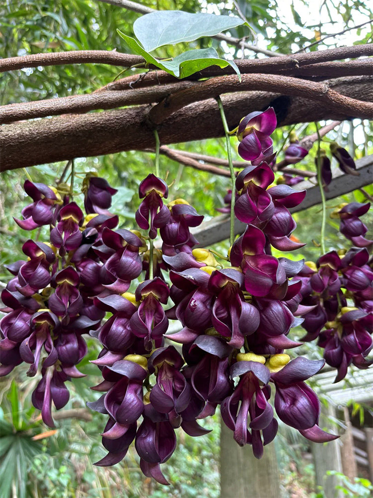 Evergreen Mucuna