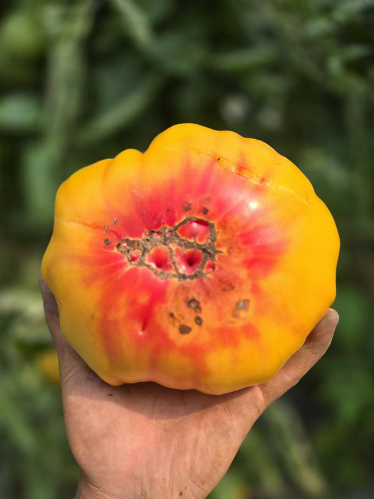 746 Red Belly Tomato