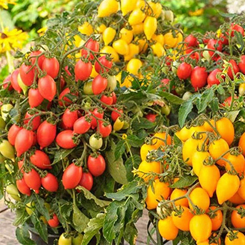 4 Funny Plum Yellow Tomato