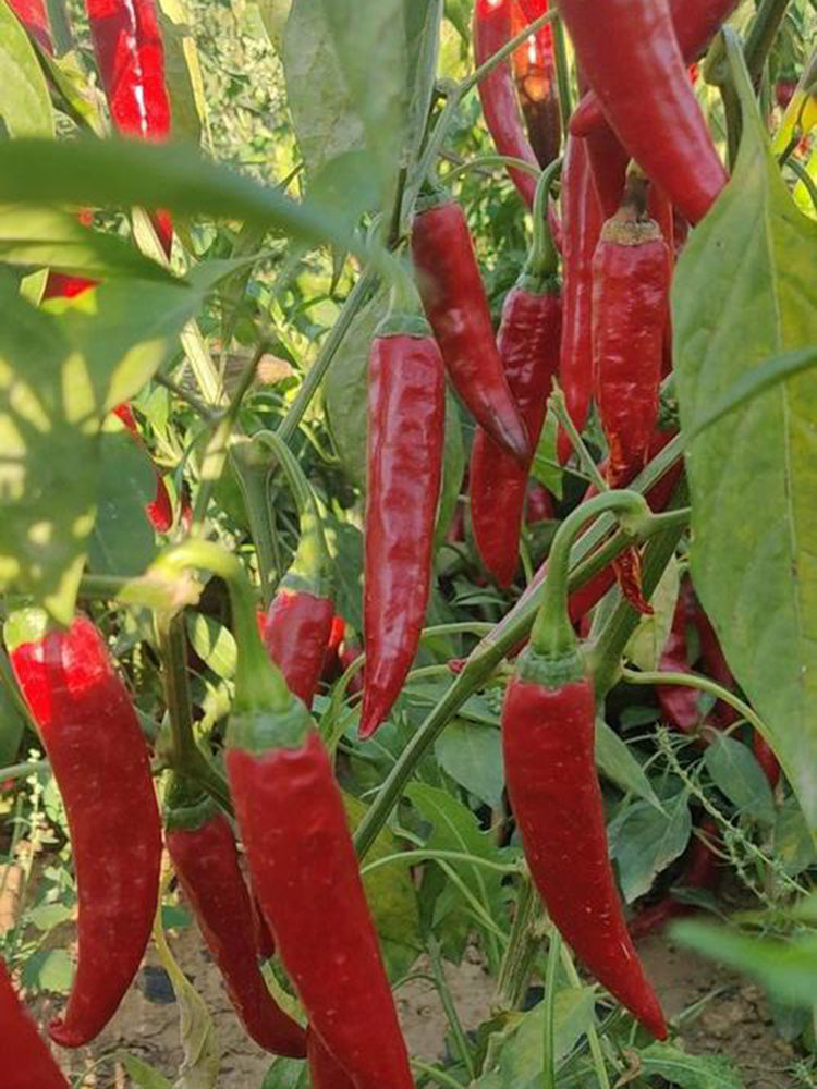 Extra Spicy 'La Mei Zi' Pepper
