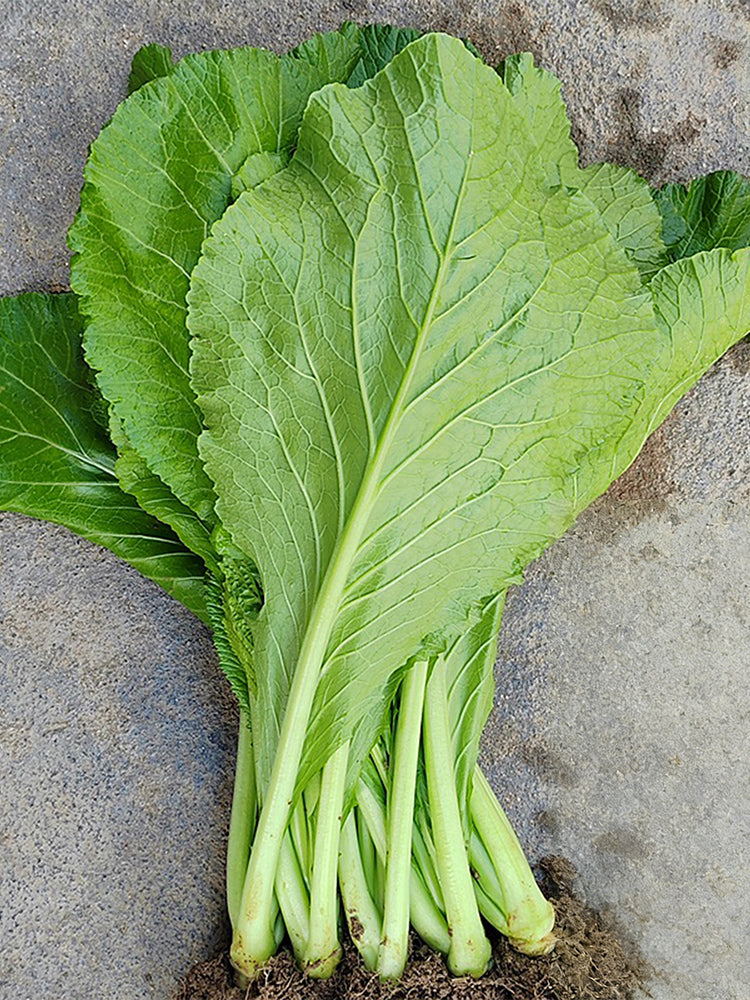 'Huaqing No.1' Sweet Leaf Lettuce
